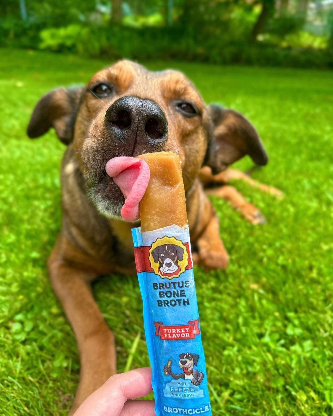 Natural Brutus Brothcicles Frozen Dog Treats - 6 Ct.