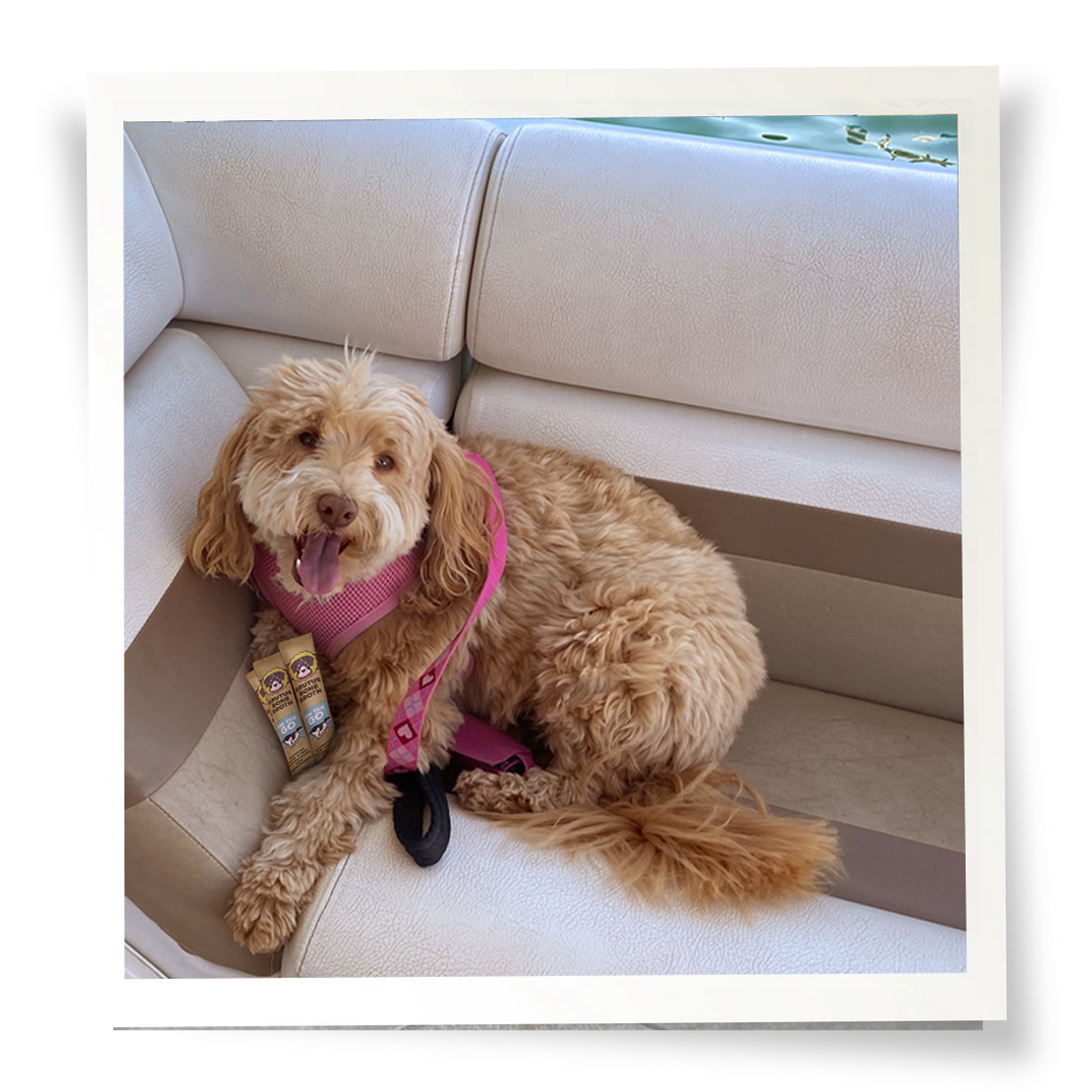 Convenient Brutus On The Go Bone Broth Powder - Beef