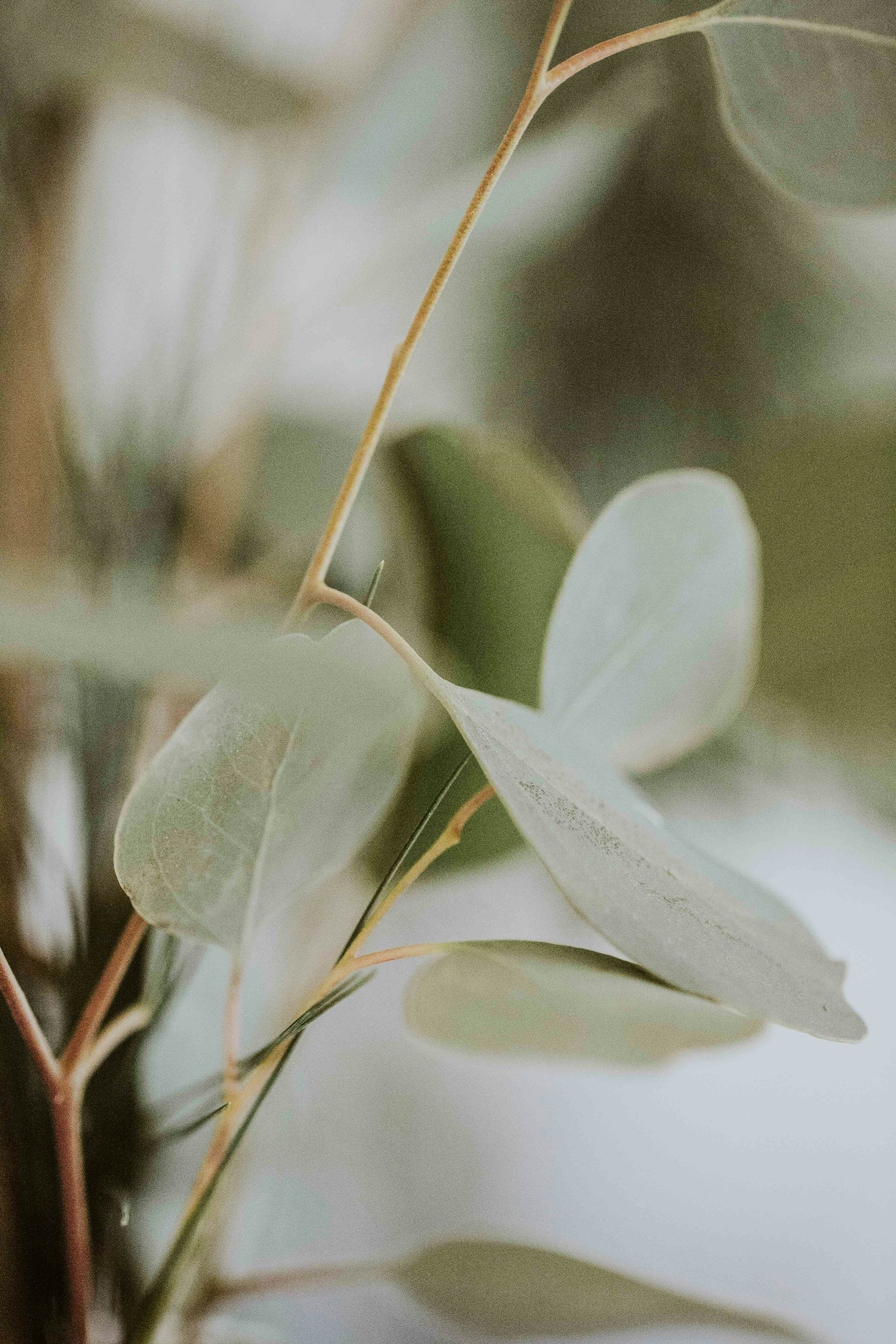 Relaxation Shower Mist - Fresh Soft Warm Scent